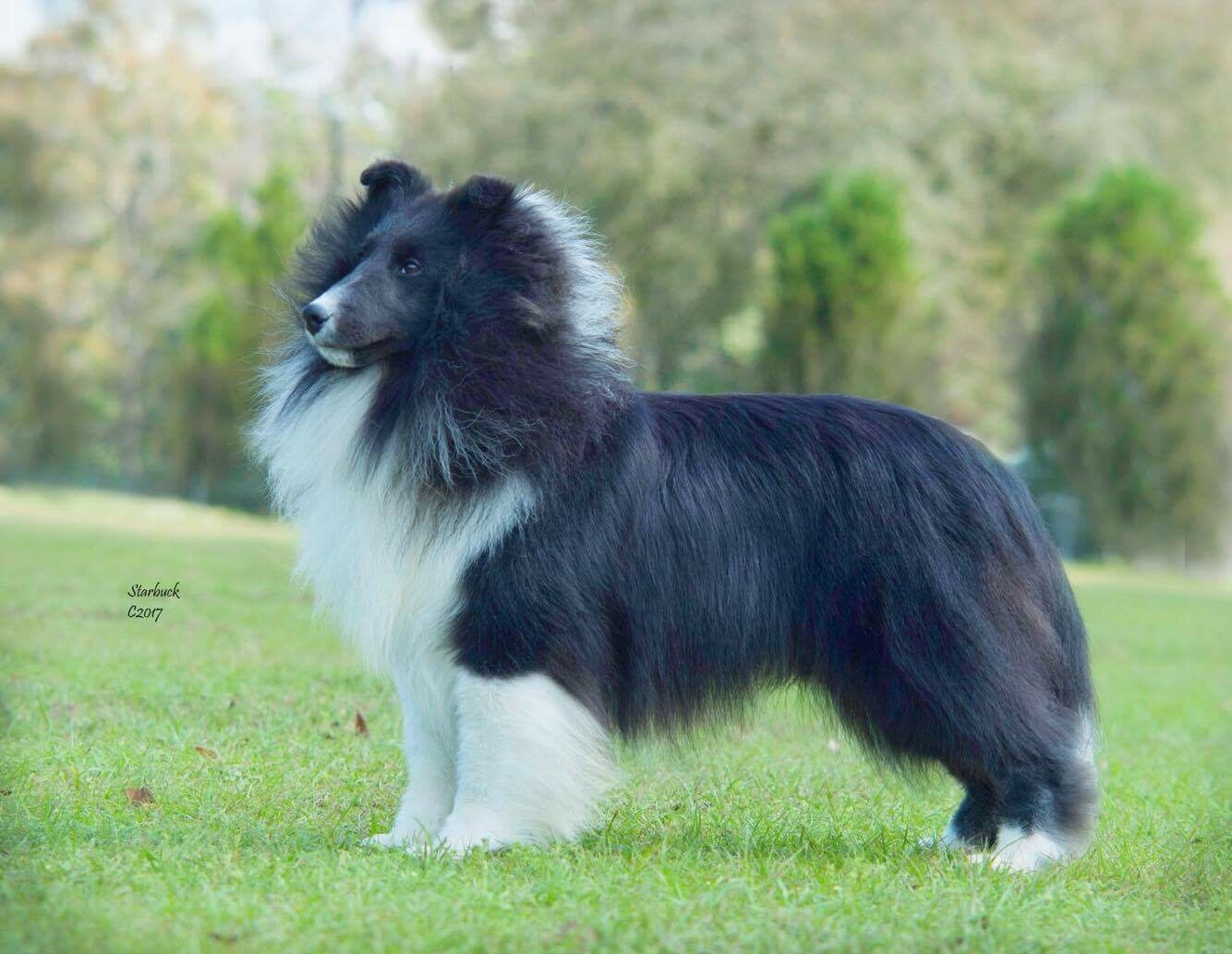 欢迎光临新天喜乐蒂犬舍(suntime shelties)